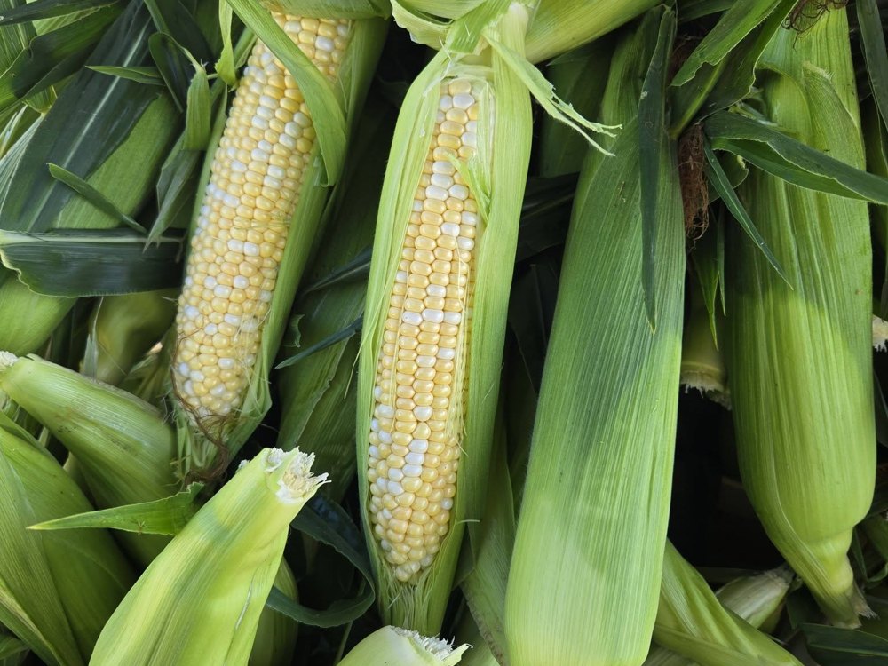 Fresh sweet corn