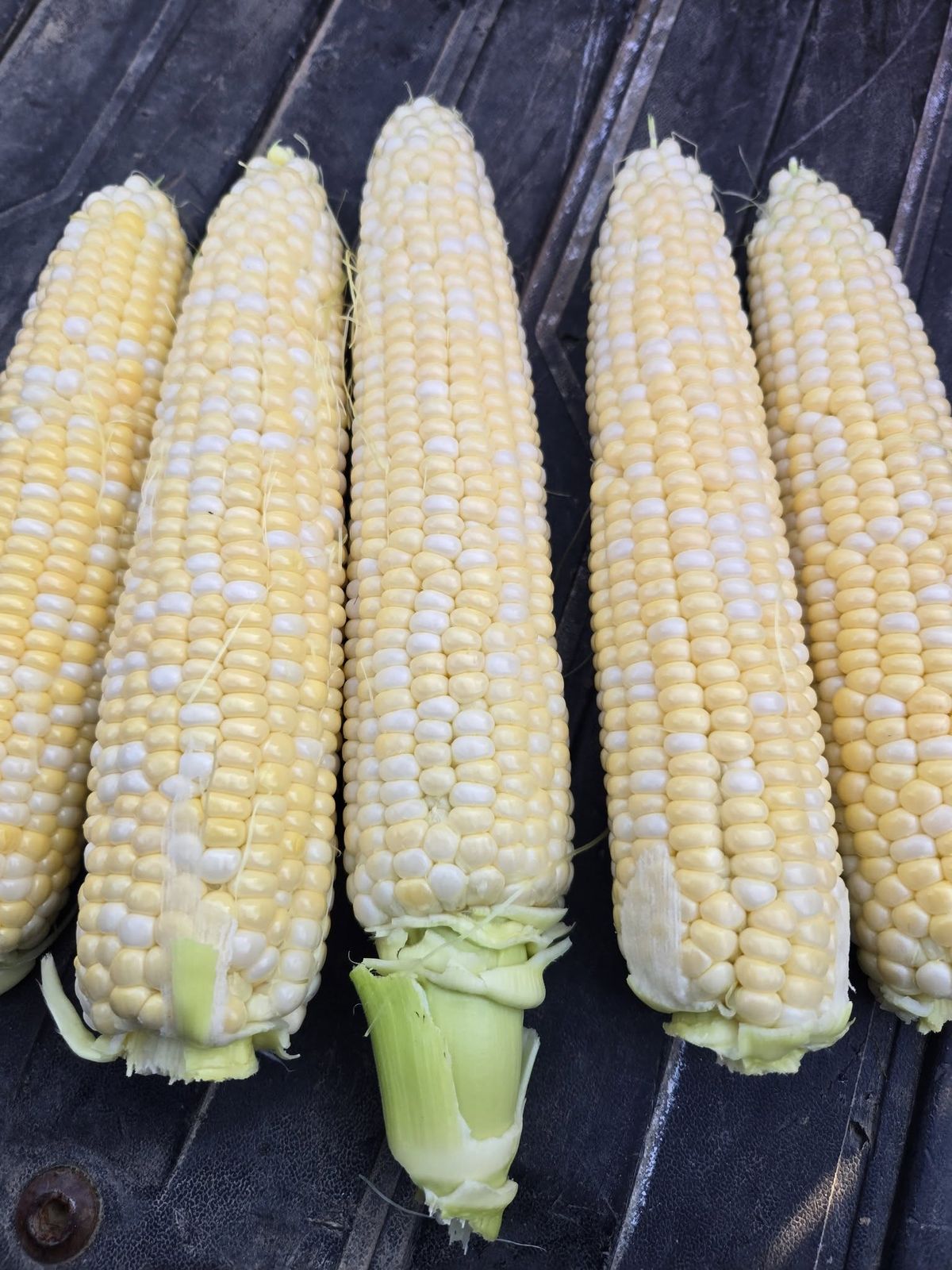 Fresh sweet corn