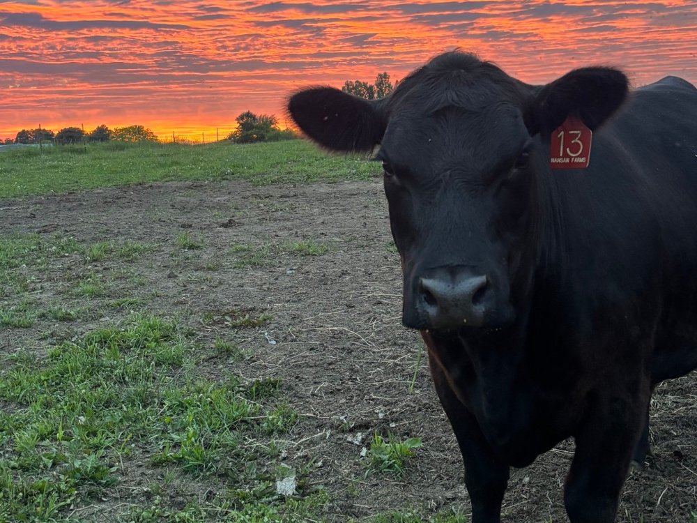 Nansan Farms cattle in the field at dusk