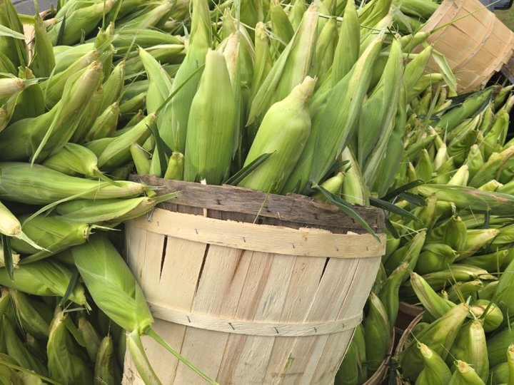 Bushel baskets of sweet corn