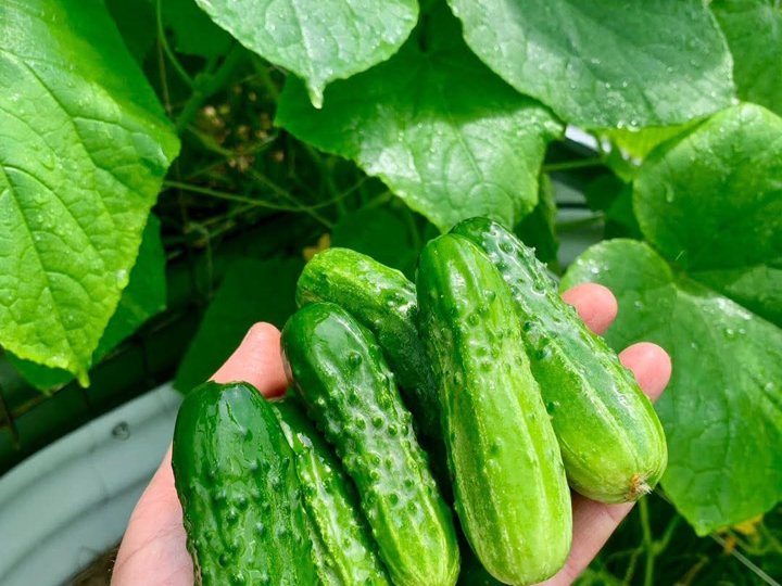 Fresh-picked cucumbers